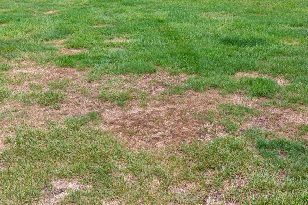 Damaged Grass Repair in Columbus