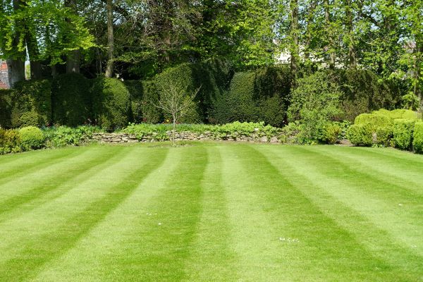 Lawn Recovery