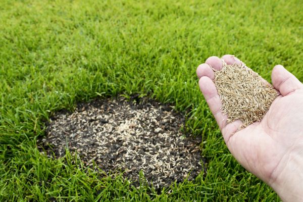 Grass Repair in Columbus