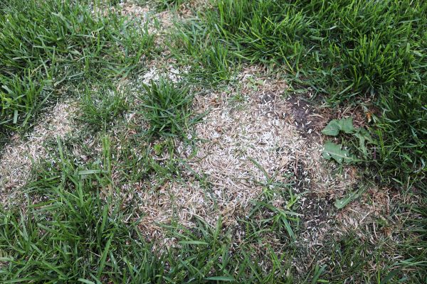 Bare Spot Repair in Columbus