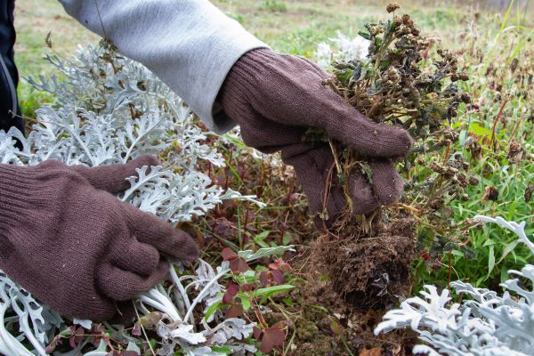 Ground Cover Removal in Columbus