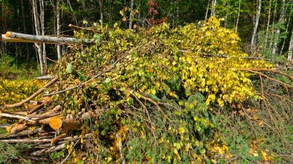 Undergrowth Management